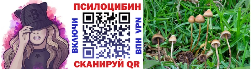 продажа наркотиков  Россошь  Псилоцибиновые грибы Psilocybine cubensis 